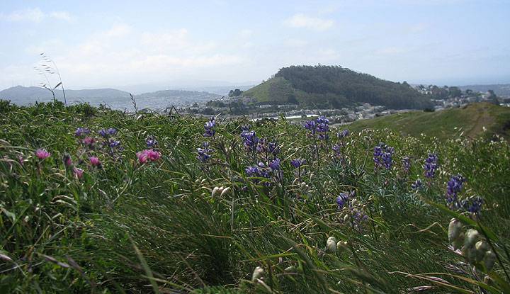 Twin-peaks-and-mt-davidson-w-flowers 1556.jpg