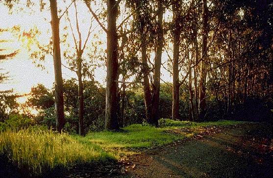 Outofsf$angel-island-logging.jpg