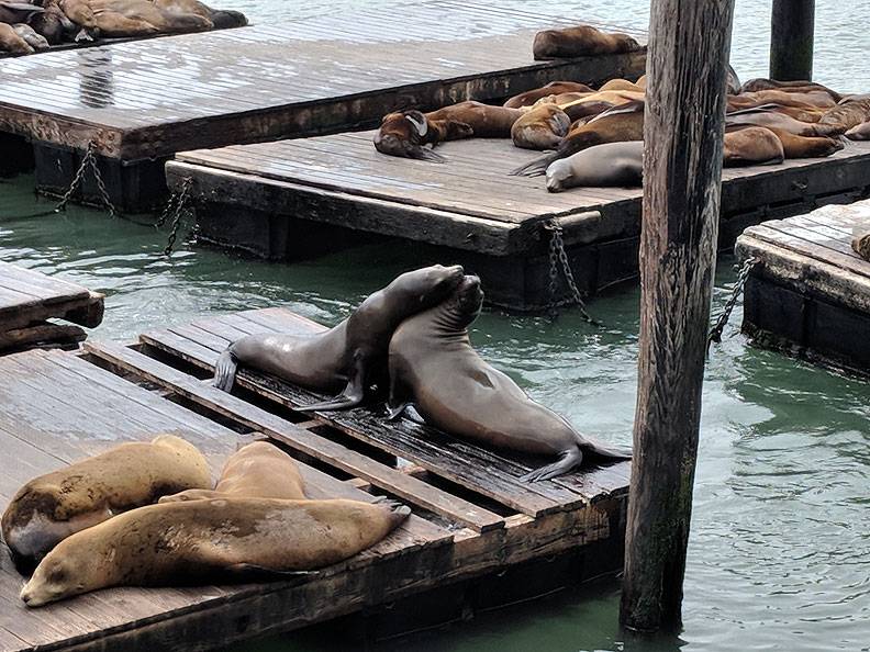 File:Seals-cu 20180513 150747.jpg