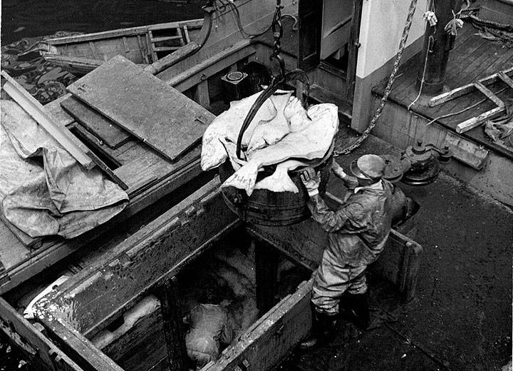 Fishermen-working-ship-hold-with-big-white-fish-in-a-bucket-courtesy-Jimmie-Shein-nd.jpg