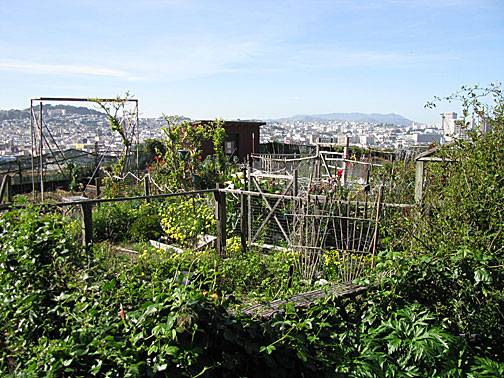 Potrero-hill-garden 0491.jpg