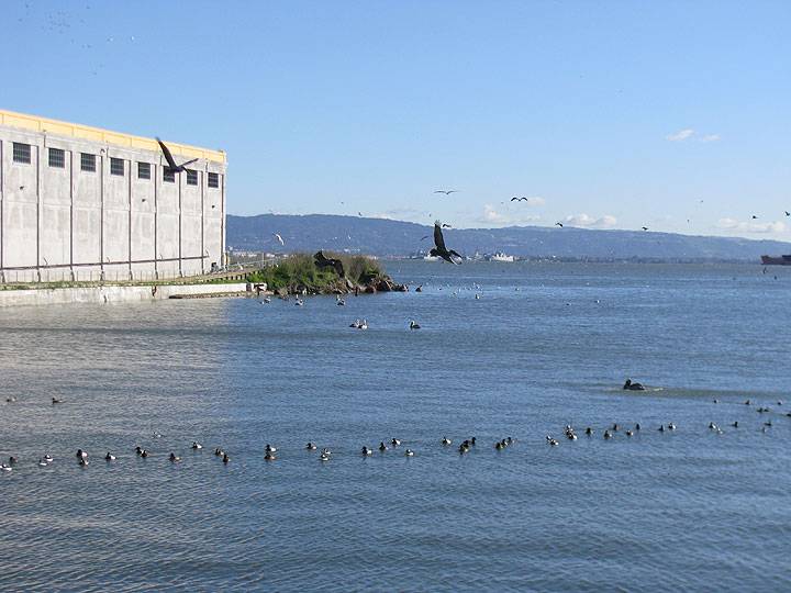 File:Pelicans-and-coots-off-warm-water-cove-2013 1663.jpg