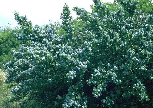 File:Ecology1$blueblossom-ceanothus-closeup.jpg