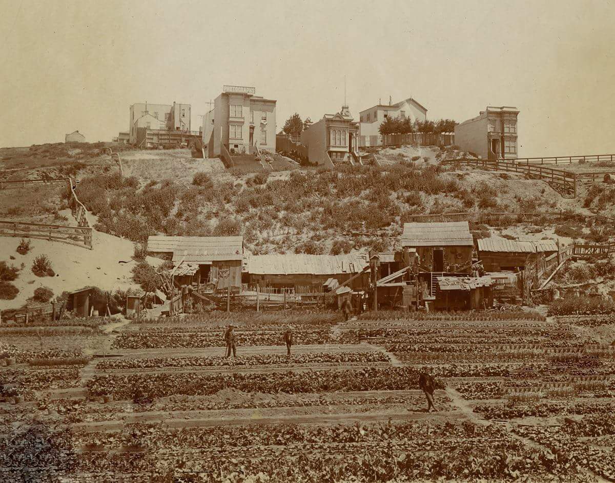 Chinese vegetable gardens in Cow Hollow c. 1890s.jpg