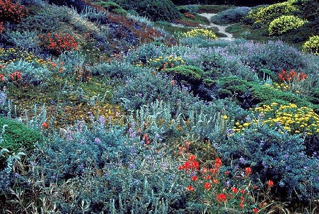 File:Ecology1$north-baker-beach-dunes.jpg