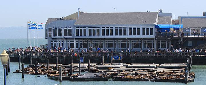 File:Pier-39-sea-lions 2423.jpg