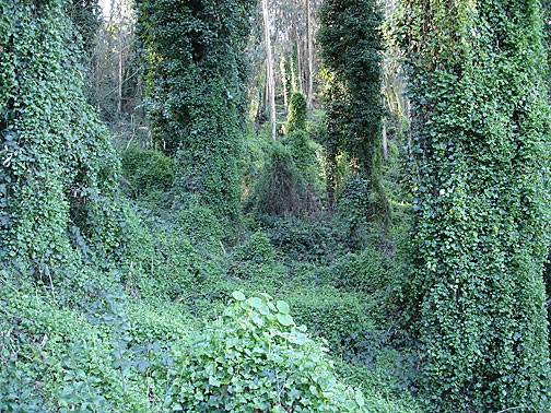 Sutro-forest-in-ivy6021.jpg