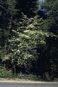 File:Ecology1$botanical-memories-1891$dogwood itm$pacific-dogwood.jpg