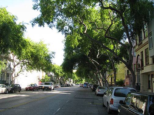 File:Folsom-street-trees 9141.jpg