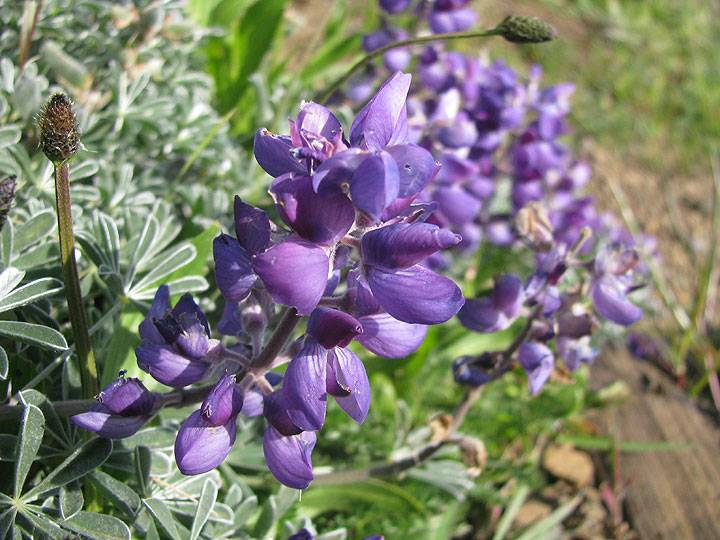 Silver-lupine 6648.jpg