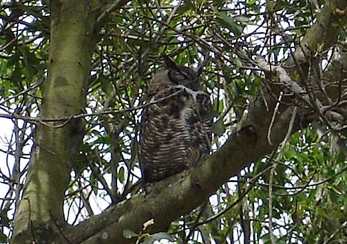 File:Owl-on-bernal6280.jpg