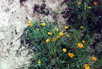 File:Ecology1$california-poppies.jpg