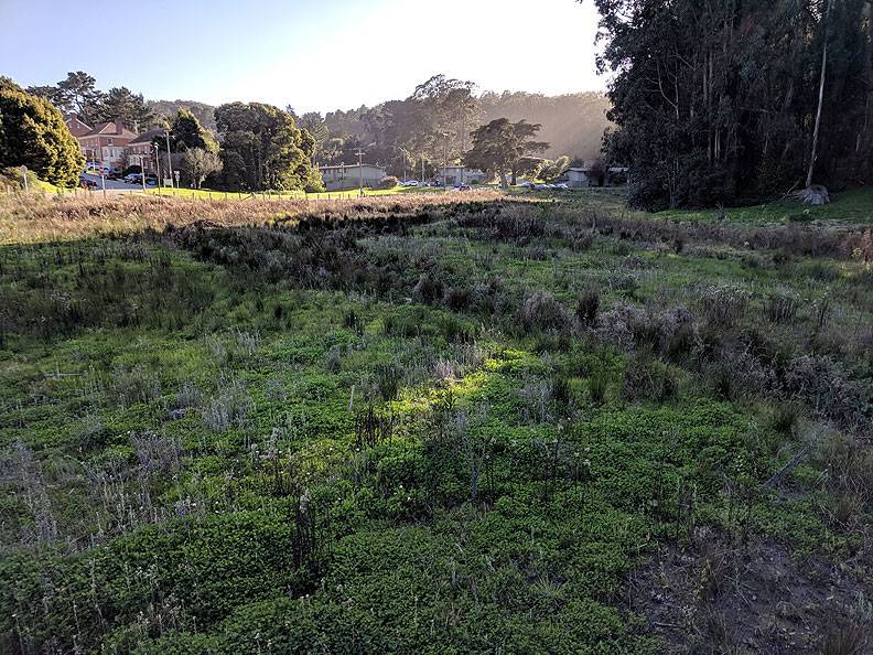 File:MacArthur-Meadow-March-2019 20190312 173400.jpg