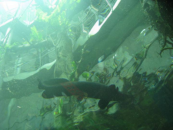 File:Below-fish-tank 5063.jpg