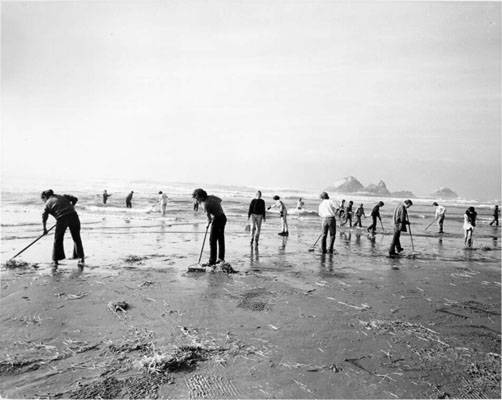 oil spill  cleanup volunteer