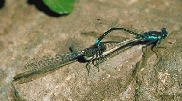 Ecology1$native-plants$damselfly itm$forktail-damselfly.jpg