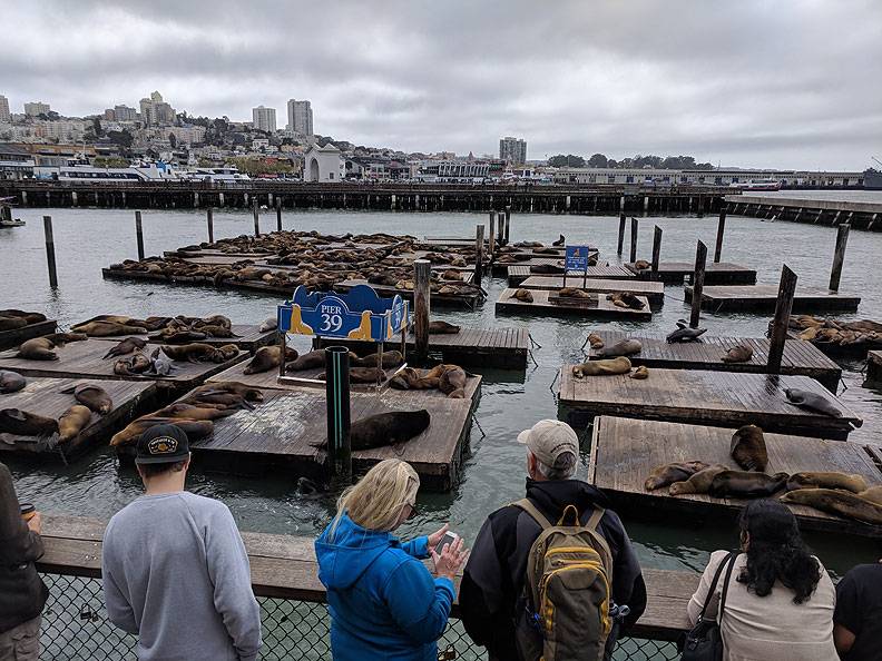 File:Sea-lions-view-point 20180513 150839.jpg