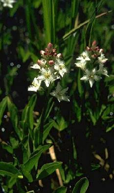 File:Ecology1$botanical-memories-1891$buckbean itm$buckbean.jpg