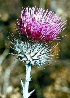 Ecology1$native-flora$thistle itm$thistle.jpg