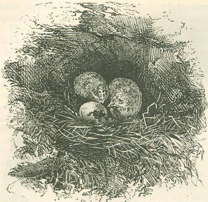 GULL'S NEST.jpg