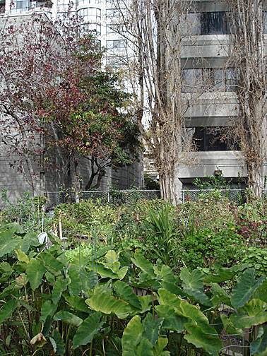 Filipino-community-garden1875.jpg