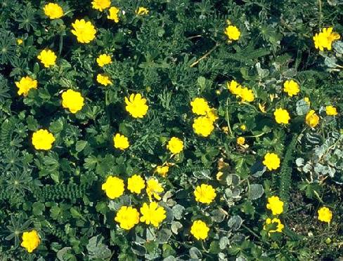 File:Ecology1$california-buttercup.jpg