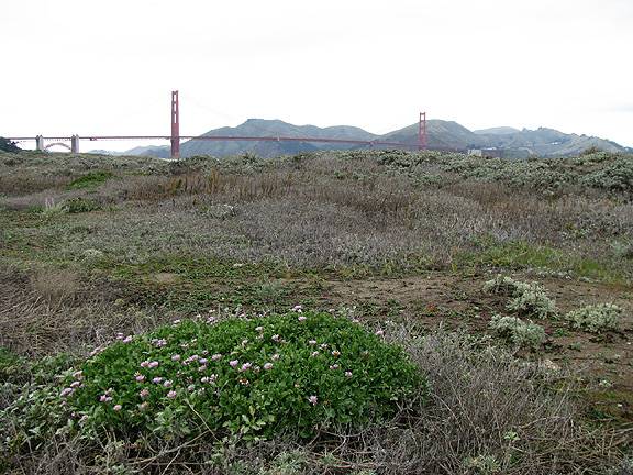 File:Crissy-field-dunes-w-ggb 0038.jpg