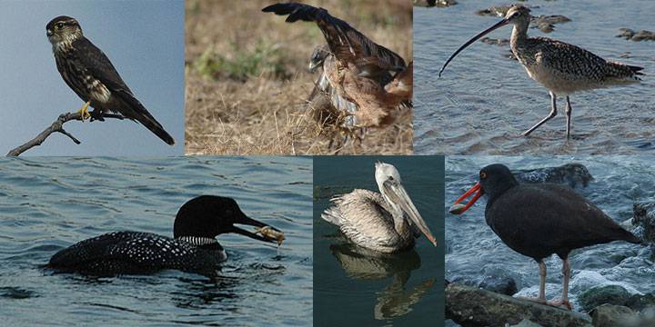 File:6-birds-of-candlestick.jpg