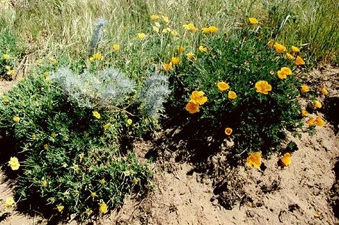 Presidio$poppies-in-dunes-presidio.jpg