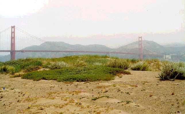 Presidio$crissy-field-dunes-restored.jpg