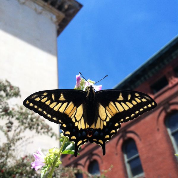 File:Anise Swallowtail May 2015.jpeg