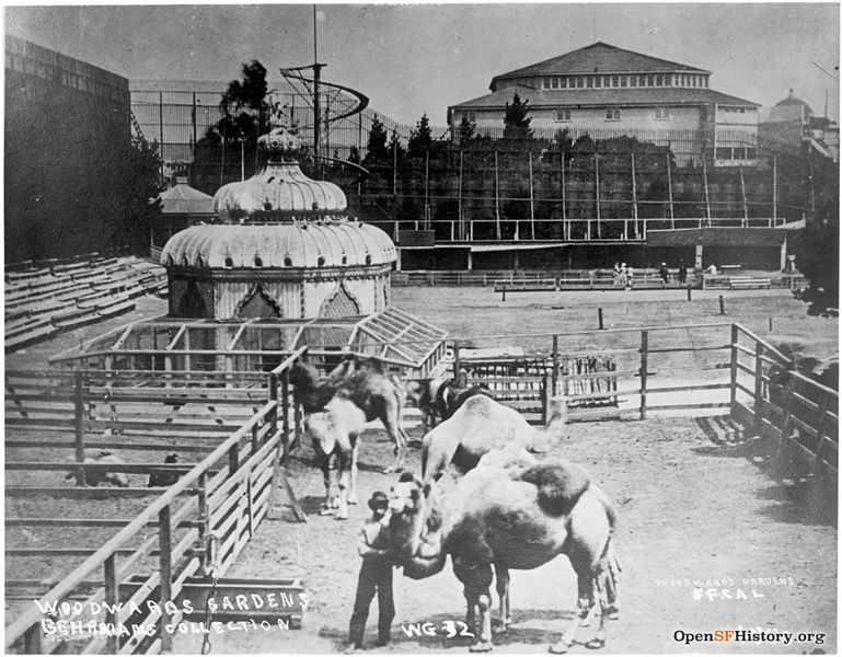 File:Camels in a corral with worker. Tall fencing in background. c 1880 wnp71.0545.jpg