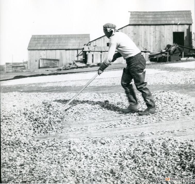 Chinese shrimper sweeping shrimp c 1910 wnp4.1291.jpg