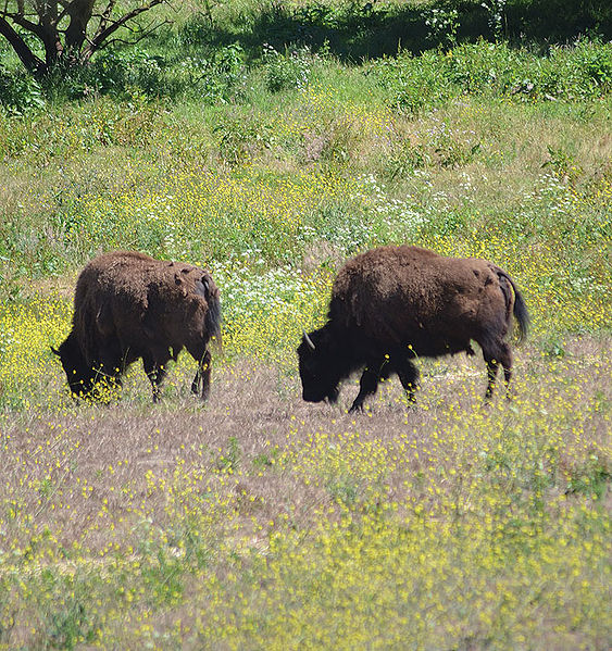 File:Bison.jpg