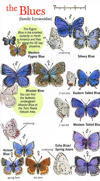 File:Butteflies blues.jpg