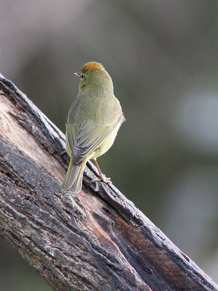 File:Orange crowned warbler (oreothylpis celata) crown visible.jpg