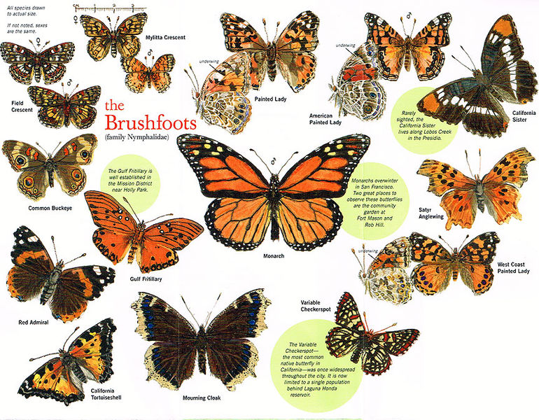 File:Butteflies brushfoots.jpg