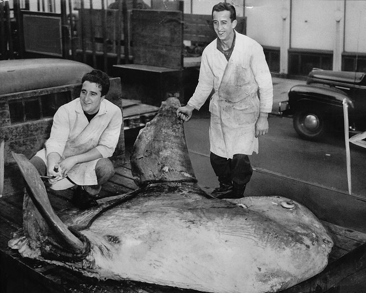 File:Frank-Alioto-and-coworker-with-huge-sunfish-1930s.jpg