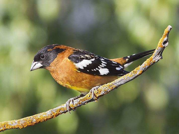 Black-headed Grosbeak, Pheucticus melanocephalus, male, alternate (breeding) plumage 1.jpg