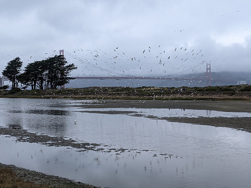 File:Gulls-and-heron-at-crissy-lagoon-w-ggb 20221015 184824708.jpg