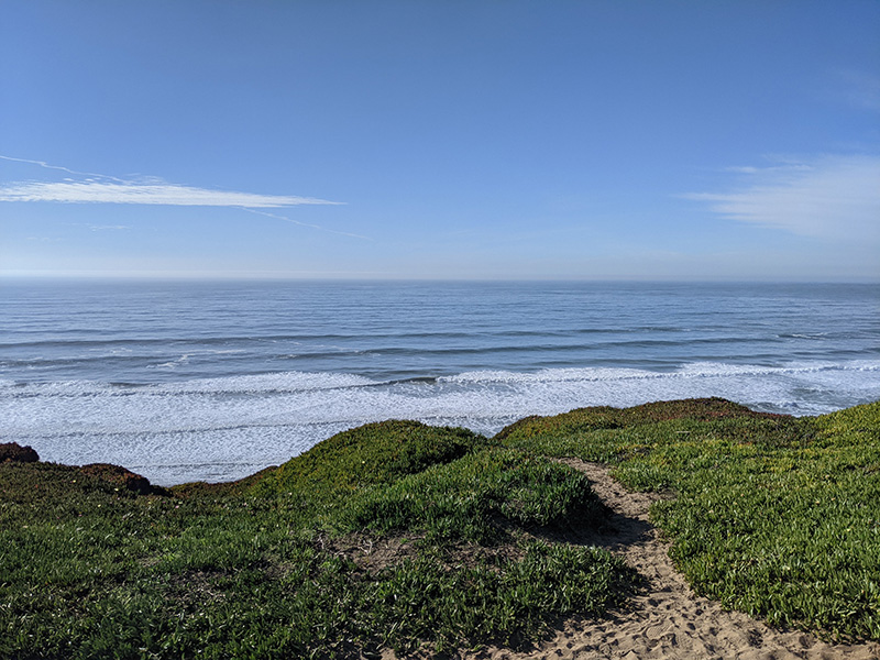 File:Fort-funston-ice-plant 20210113 220559724.jpg
