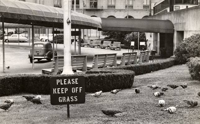 August 6 1953 pigeons AAD-6063.jpg