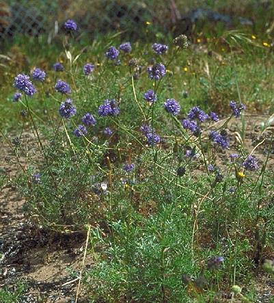 Presidio$presidio-rare-plants$gilia itm$gilia-capitata.jpg