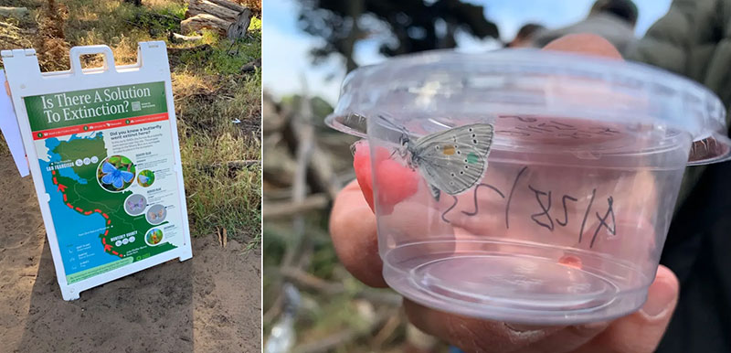 File:Blue-Butterfly-sign-and-plastic-container.jpg