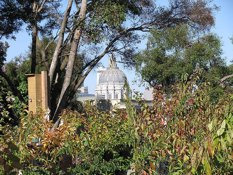 City-hall-from-hayes-valley-farm-sept-2010 9083.jpg