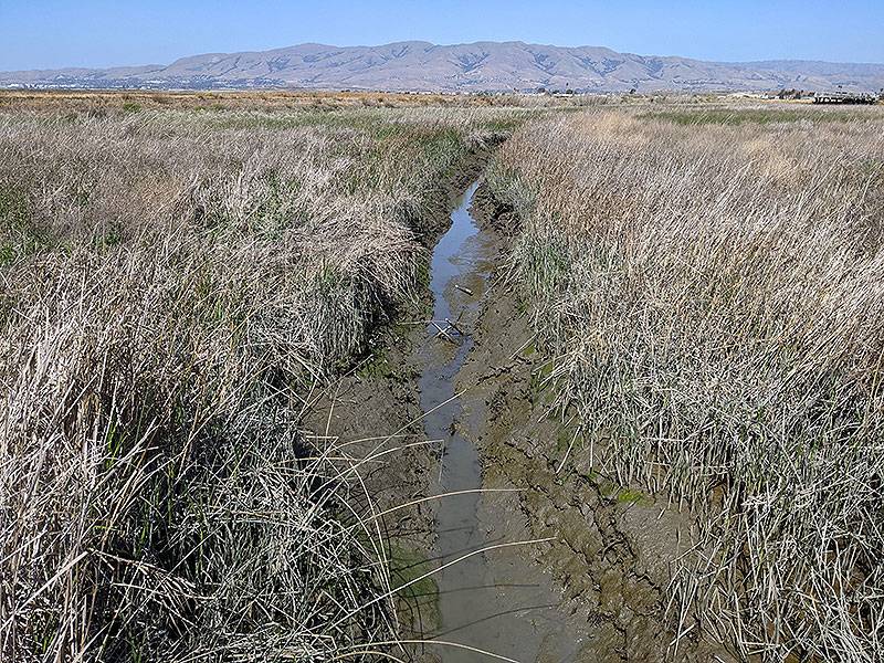 File:Alviso-slough-and-Mission-Peak 20210507 223419267.jpg