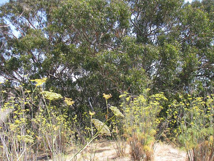 Dogpatch-fennel-and-eucalyptus-on-top-of-Irish-Hill 9853.jpg