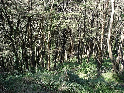 File:Inside-sutro-forest-2016.jpg