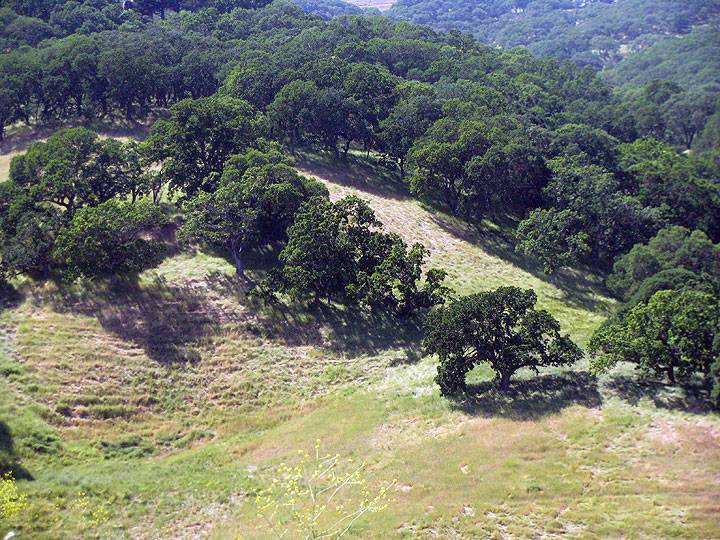 File:Briones-Regional-Park-oak-forest 7225.jpg