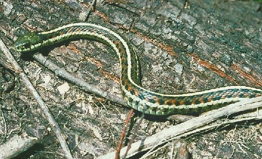 Ecology1$sf-garter-snake.jpg